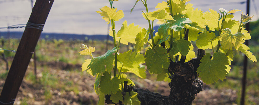 Domaine Cressance - Cévennes - les inVINcibles