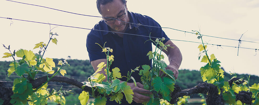 Domaine Cressance - Cévennes - les inVINcibles