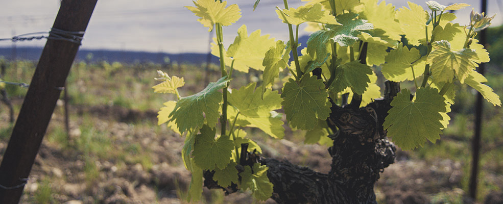 mas foulaquier - pic saint loup - invincibles