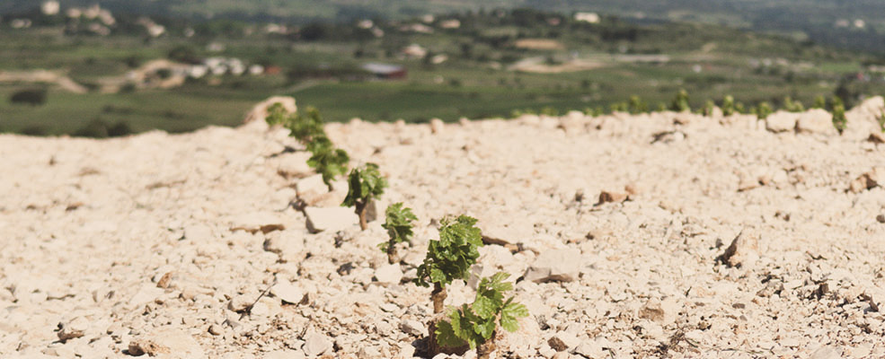 Hermas - Terrasses Larzac - invincibles