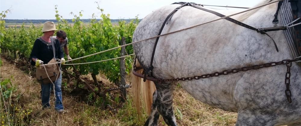 Arnaud Lambert - Saumur - Breze - Invincibles - coulee de st cyr - St cyr en bourg