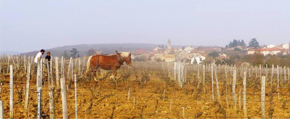 gandines - Macon - Vire Clessé - invincibles