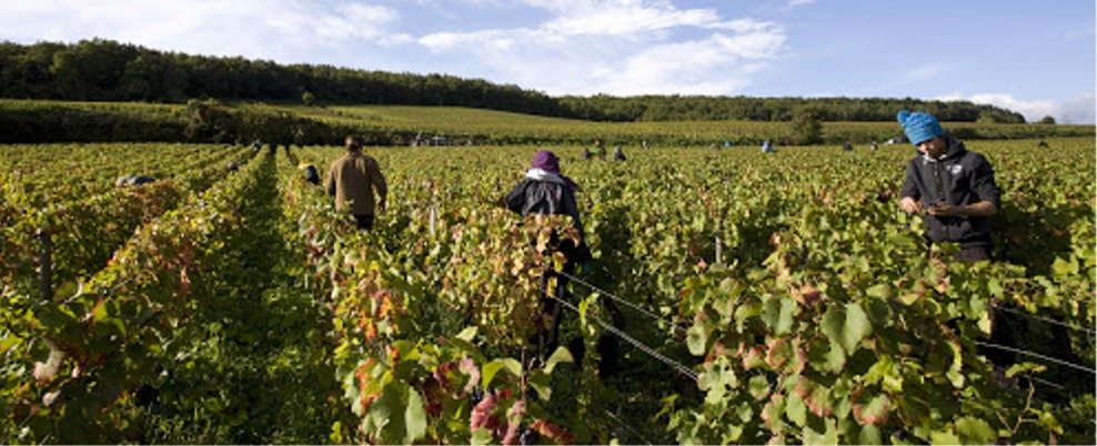 Prieure Roch - Bourgogne - les inVINcibles