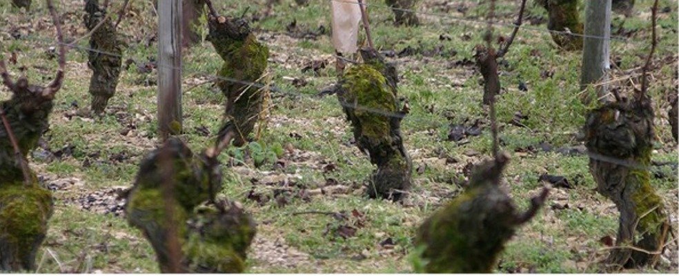 Vincent Pinard - Invincibles - Sancerre - Bue - Sauvignon - Pinot Noir - Charlelouise