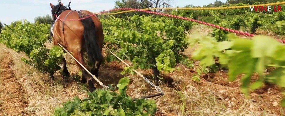 Benoit Braujou - Fons Sanatis - Larzac -