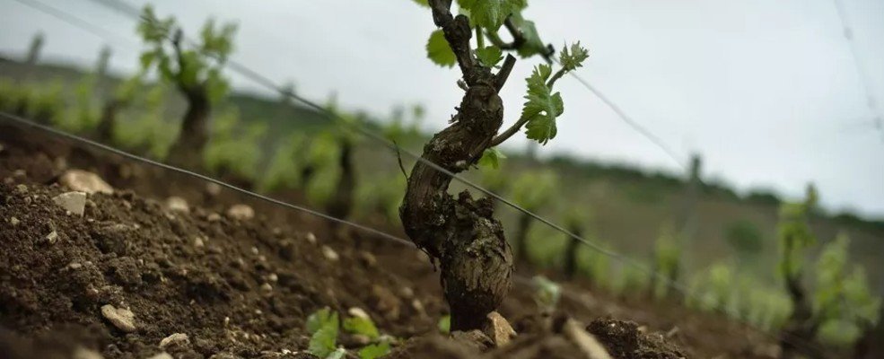 Michel Noellat - Bourgogne - Vosne Romanée - invincibles