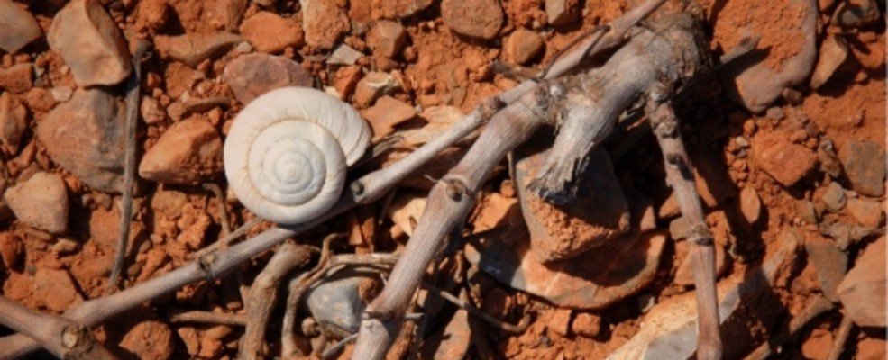 Domaine de la Nouvelle Donne - Calce - Roussillon - invincibles - Wilfried Valat