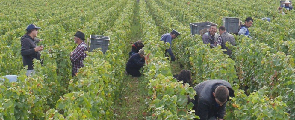 Domaine Rossignol - Trapet - invincibles - Gevrey Chambertin