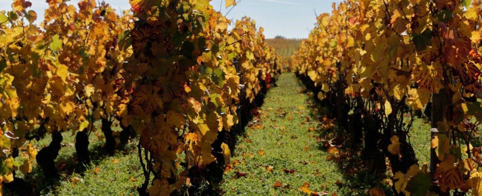 Domaine Rossignol - Trapet - invincibles - Gevrey Chambertin