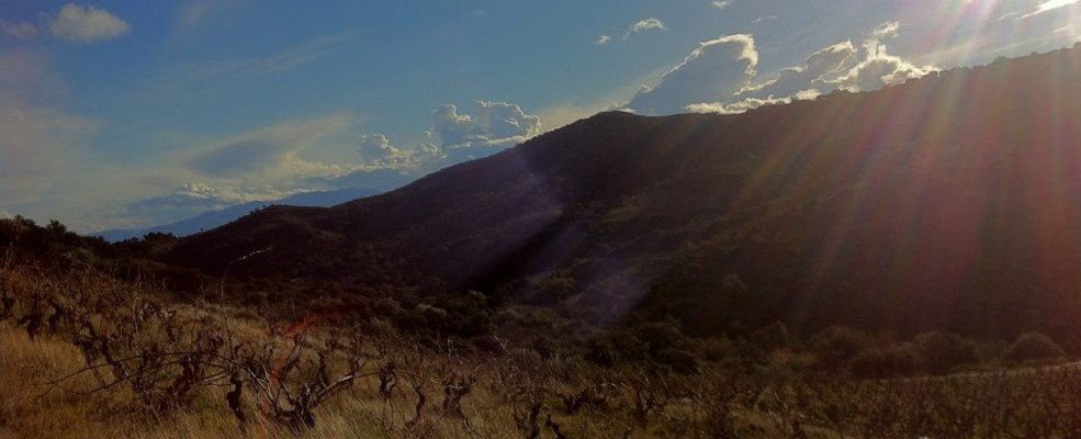 Domaine de la Nouvelle Donne - Calce - Roussillon - invincibles - Wilfried Valat